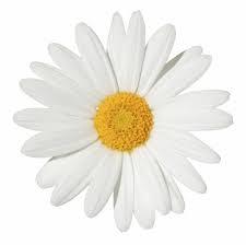 Daisy the birth flower for April